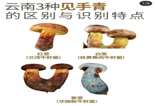 見手青蘑菇詳解:毒性機制與安全食用指南